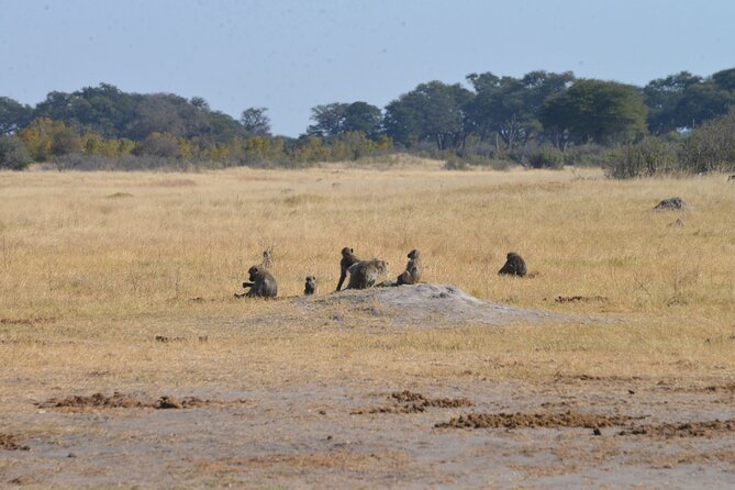 Full Day Chobe Trip with Lunch - Why Chobe is worth the long day from Victoria Falls