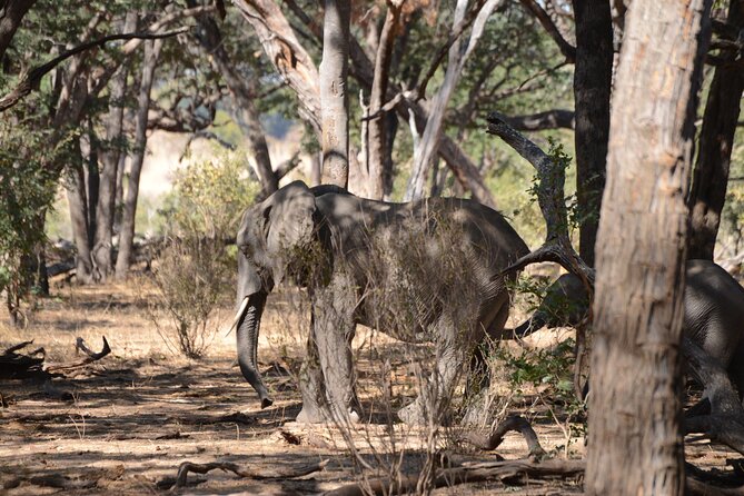 Full Day Chobe Trip with Lunch - The Chobe River cruise changes the view