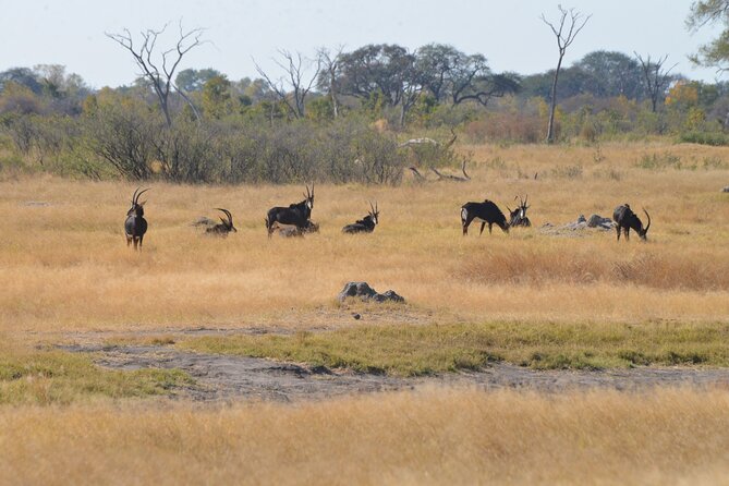 Full Day Chobe Trip with Lunch - Lunch at the midpoint of a packed safari day