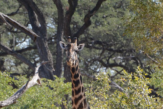 Full Day Chobe Trip with Lunch - Who will enjoy this Chobe day trip most