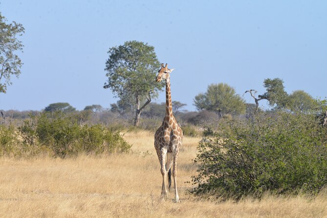 Full Day Chobe Trip with Lunch - The 4x4 game drive through Chobe