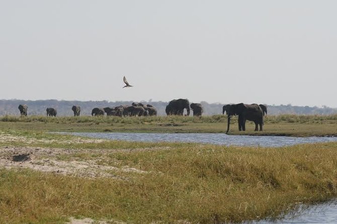 Full Day Hwange Day Trip - The 08:30 morning game drive