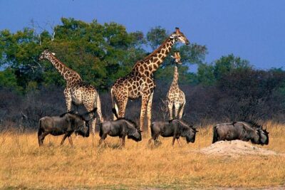 Full Day Hwange Day Trip