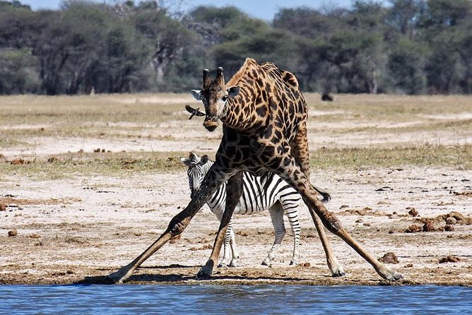 Full Day Hwange Day Trip - The 14:00 afternoon drive and Hwange’s water holes