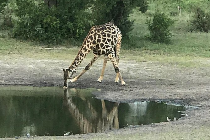 Full-Day Hwange National Park Tour from Victoria Falls - Why Hwange makes a worthwhile day trip from Victoria Falls