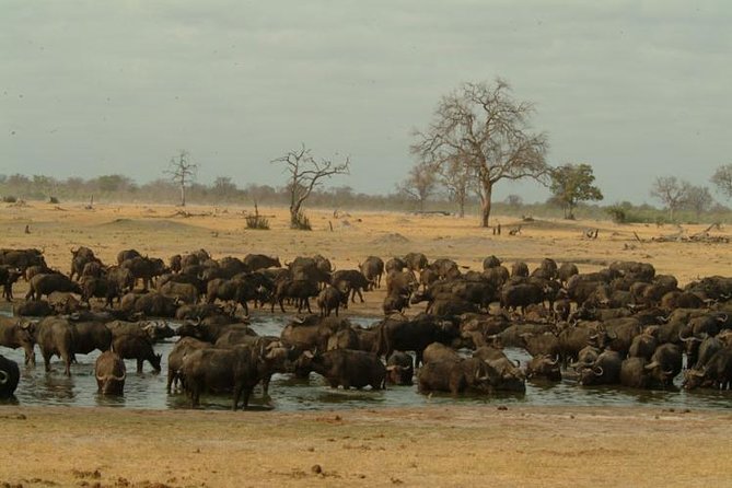 Full-Day Hwange National Park Tour from Victoria Falls - Arriving at Main Camp around 8:30 am