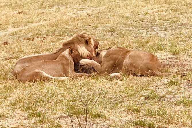 Full-Day Hwange National Park Tour from Victoria Falls - A full day of searching around Hwange’s waterholes