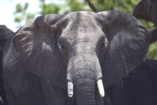 Full-Day Hwange National Park Tour from Victoria Falls - What wildlife sightings are realistically possible