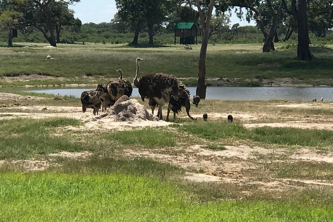 Full-Day Hwange National Park Tour from Victoria Falls - The $275 price and what you receive