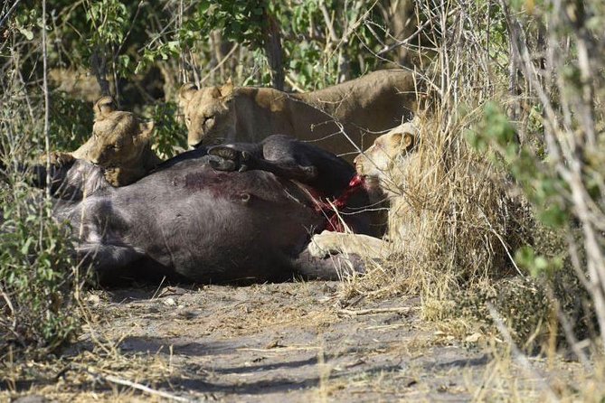 Full-Day Hwange National Park Tour from Victoria Falls - Who will enjoy this day most