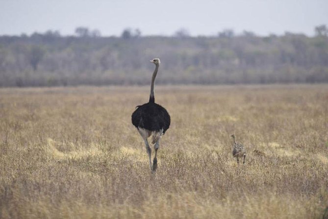 Full-Day Hwange National Park Tour from Victoria Falls - A few smart questions to ask before departure