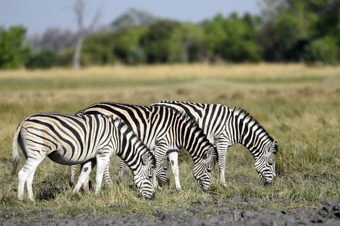 Full-Day Hwange National Park Tour from Victoria Falls - The 6:00 am departure from Victoria Falls