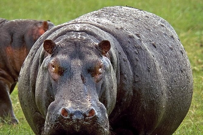Full-Day Safari Chobe National Park and boat safari - Why the Chobe River should be your morning priority