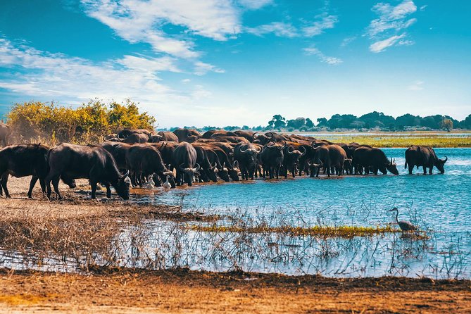 Full Day Zambezi National Park Golden Safari - Eddie and Peter as your guides
