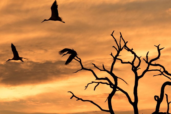Full-Day Zimbabwe Zambezi National Park Safari & Lunch - A Full Day Between River and Vlei