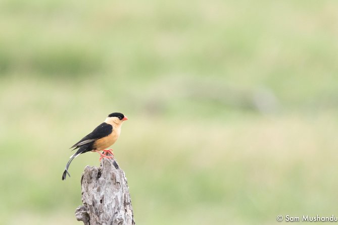 Full-Day Zimbabwe Zambezi National Park Safari & Lunch - Why the 6:00 AM Start Matters