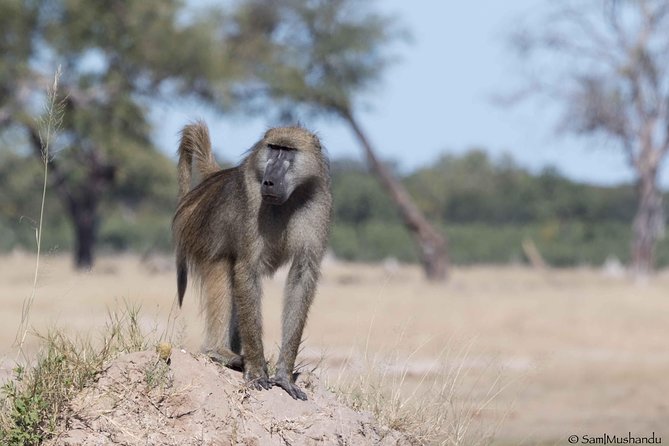 Full-Day Zimbabwe Zambezi National Park Safari & Lunch - Lunch at a Park Picnic Site