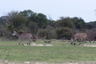 Full-Day Zimbabwe Zambezi National Park Safari & Lunch