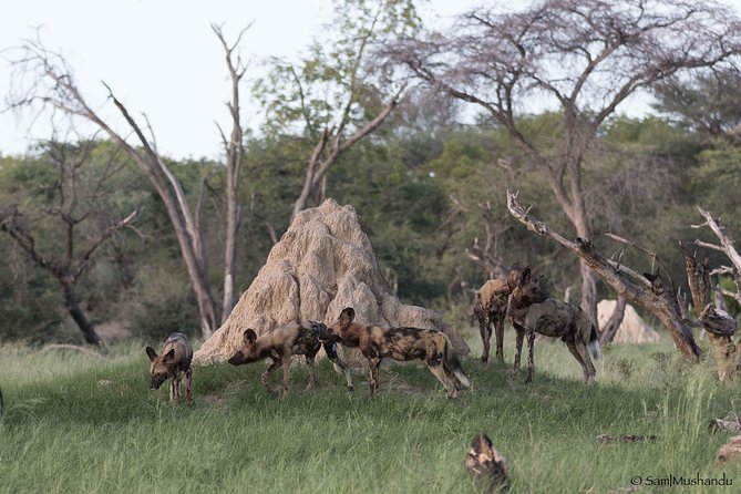 Full-Day Zimbabwe Zambezi National Park Safari & Lunch - Is $200 a Fair Price?