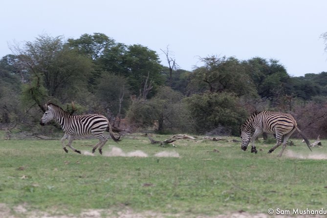 Full-Day Zimbabwe Zambezi National Park Safari & Lunch - Chamabondo Vlei Adds a Second Search Area