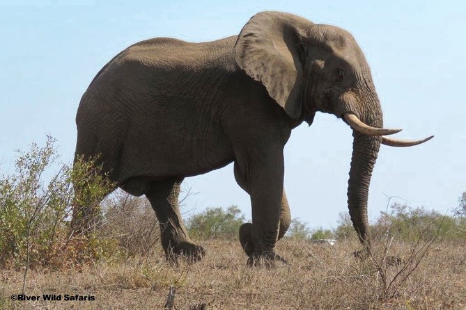 Game Drive (AM / PM) - Zambezi National Park - River Wild Safaris - Morning drive or afternoon drive?