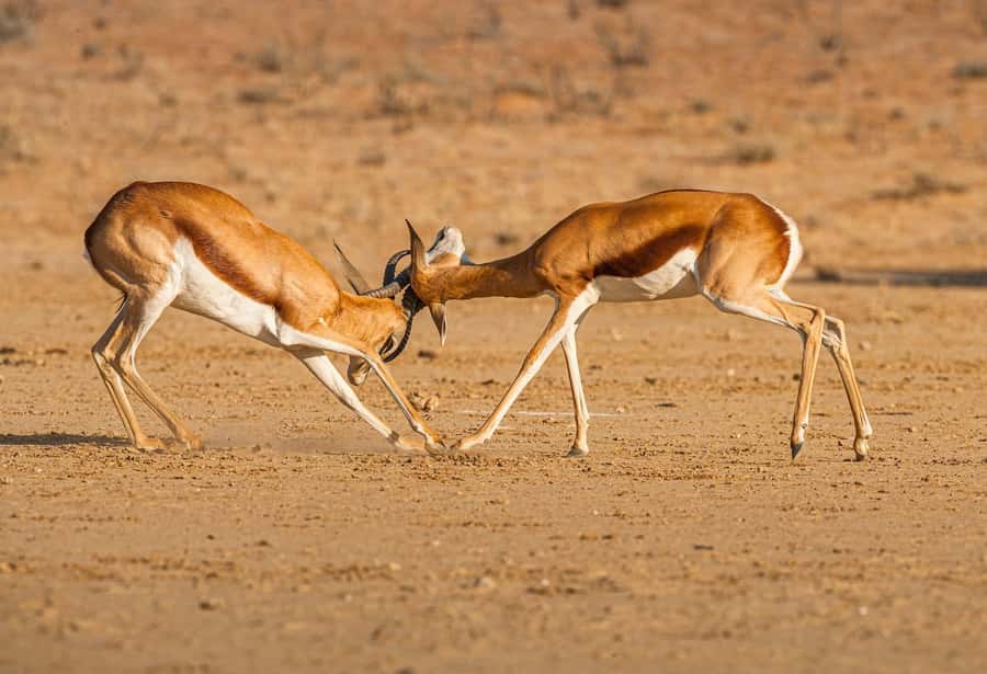 Game drive in Victoria Falls - Three hours in Zambezi National Park
