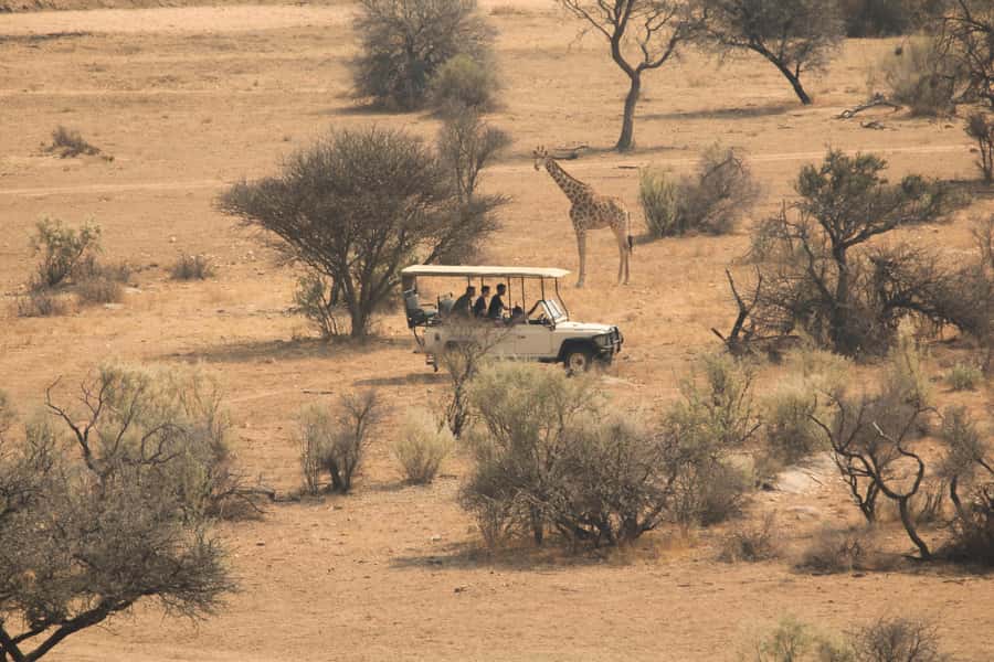 Game drive in Victoria Falls - What you may see from the vehicle