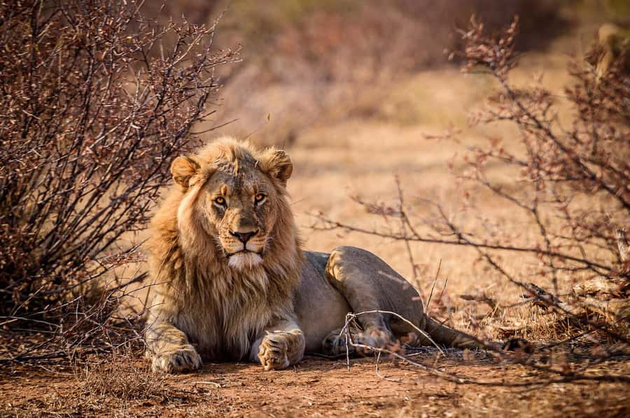 Game drive in Victoria Falls - Is $100 a fair price?