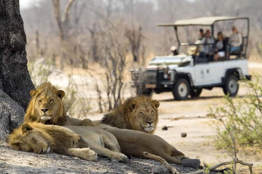 Game drive in Victoria Falls - How the experience fits a Victoria Falls visit