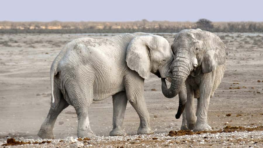 Game drive in Victoria Falls - Booking, cancellation, and what to bring