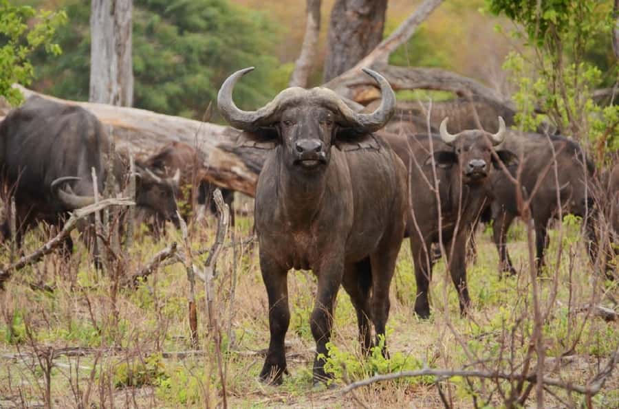 Game drive in Victoria Falls - Should you book the Zambezi National Park drive?