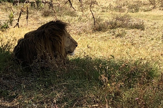 Game Drive in Zambezi National Park Morning or Afternoon - Morning or afternoon: choosing the better fit