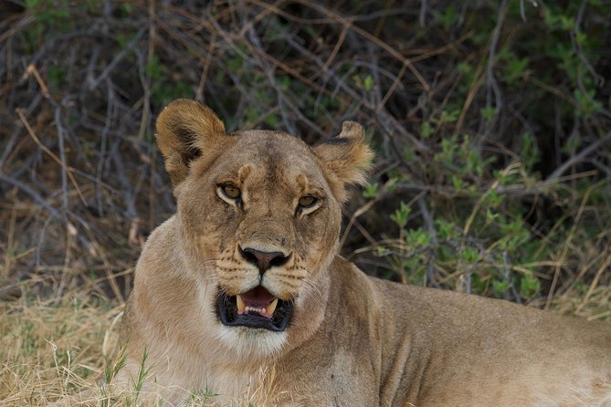 Game Drives - What the three-hour drive is really like