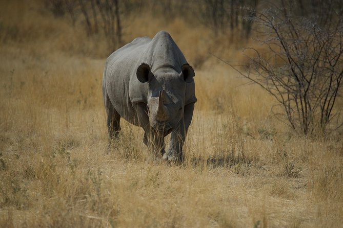 Game Drives - Comfort, food, and the practical details