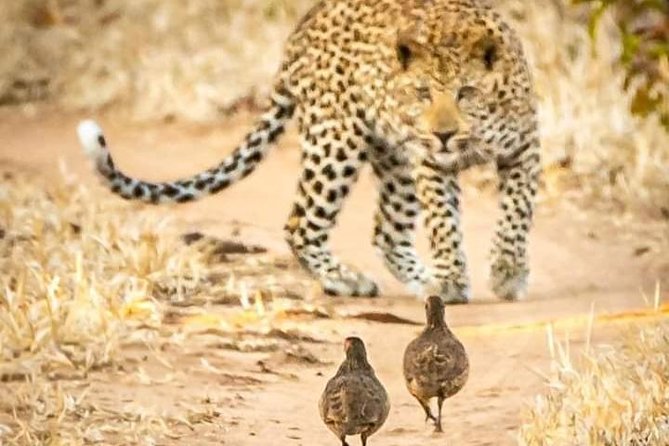 Game Drives - Is $102.57 good value?