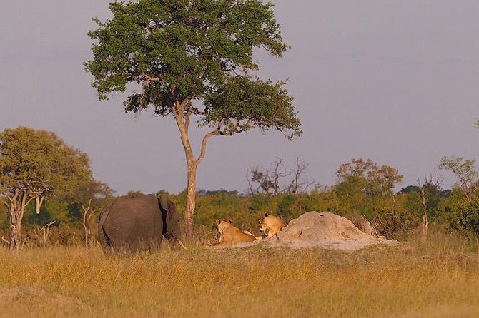 Game Drives - Morning or afternoon?