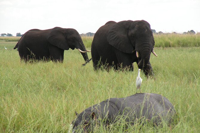 Game Drives in the Zambezi National Park - Choosing between the early morning and evening drive