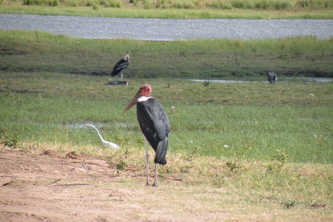 Game Drives in the Zambezi National Park - Hotel pickup and the practical side of the outing