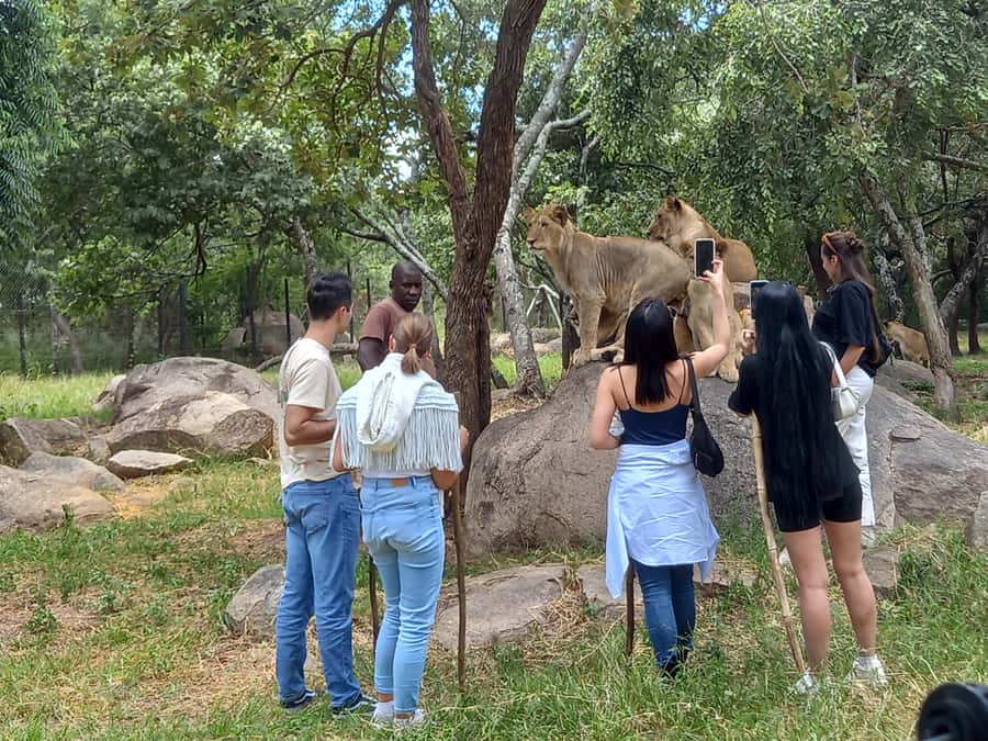 Harare: Half Day Outdoor Adventure - The optional lion cub interaction