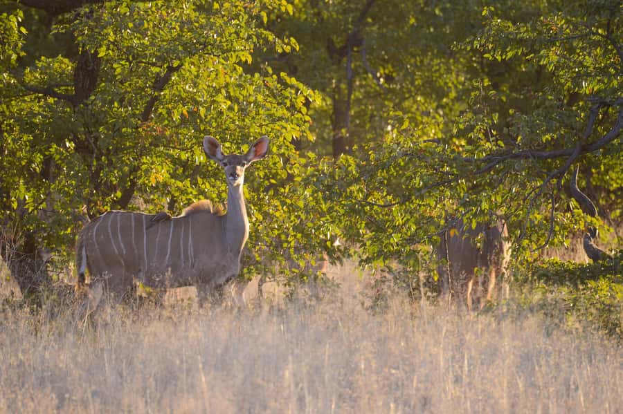 Hwange Full Day Safari from Victoria Falls - Key points to know before booking