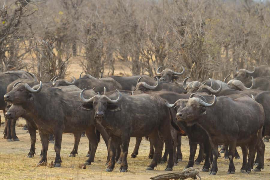 Hwange Full Day Safari from Victoria Falls - Why Hwange is worth the long day