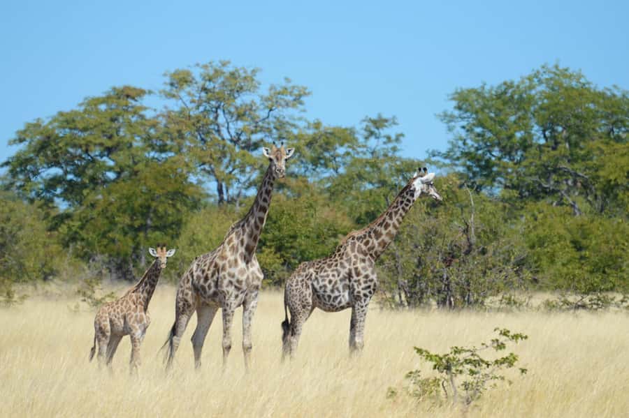 Hwange Full Day Safari from Victoria Falls - Changing vehicles at Hwange Main Camp