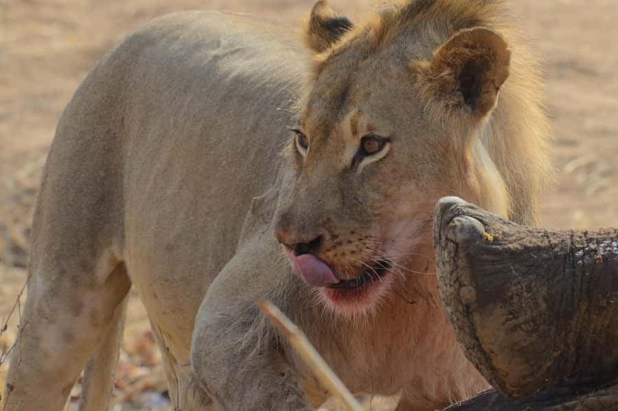 Hwange Full Day Safari from Victoria Falls - The 6:00 am start from Victoria Falls