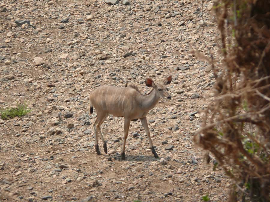 Hwange National Park Day Trip from Victoria Falls - From Victoria Falls to Hwange’s coal country
