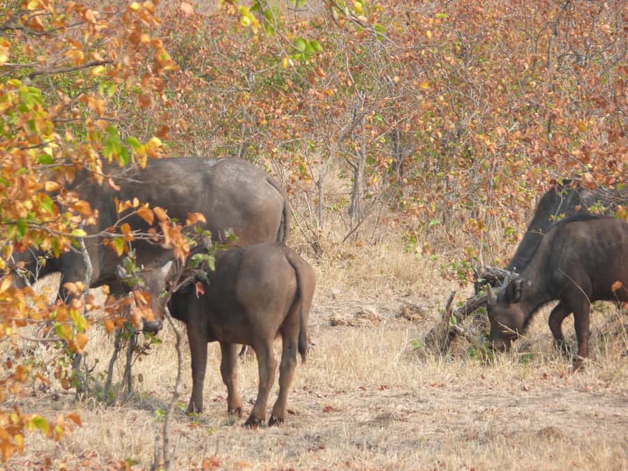 Hwange National Park Day Trip from Victoria Falls - Midday picnic and a pause from the heat