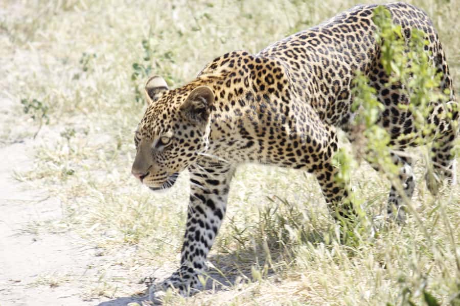 Hwange National Park Day Trip from Victoria Falls - The afternoon drive and Hwange at sunset