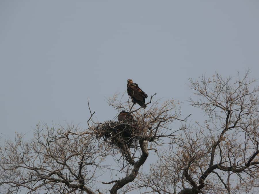 Hwange National Park Day Trip from Victoria Falls - What the $330 price really covers