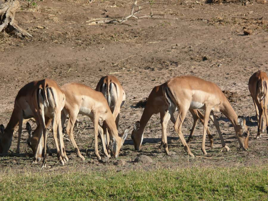 Hwange National Park Day Trip from Victoria Falls - Who will enjoy this day most
