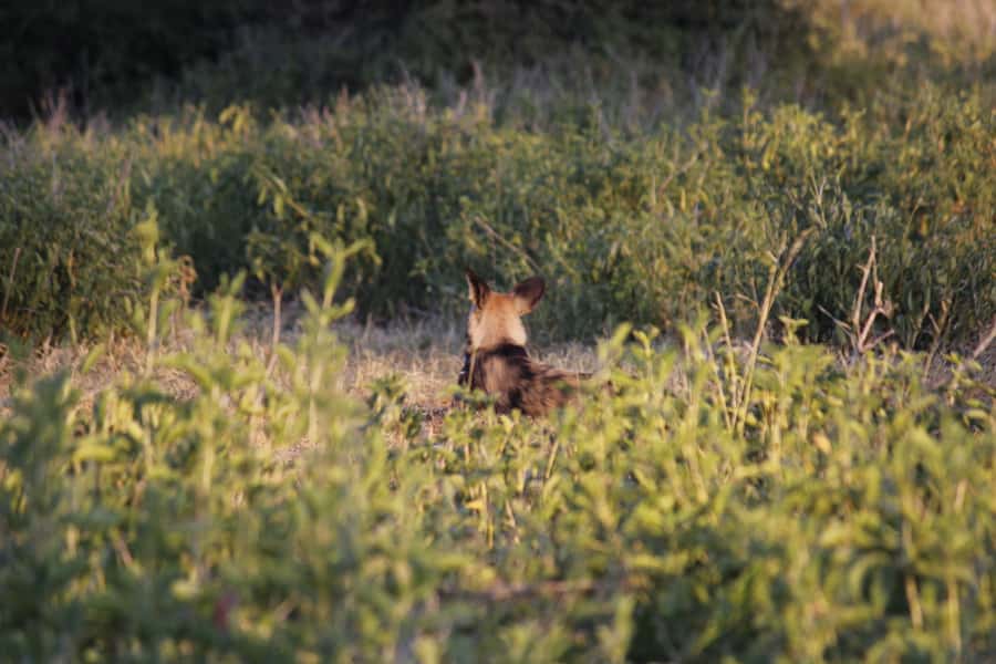 Hwange National Park Day Trip from Victoria Falls - How to prepare for the best possible outing