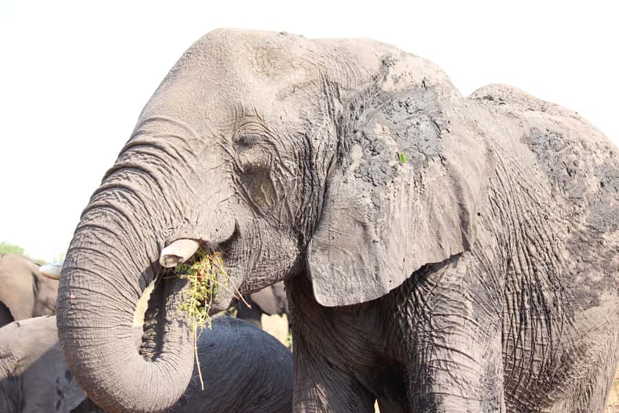Hwange National Park Day Trip from Victoria Falls - Should you book this Hwange day trip?